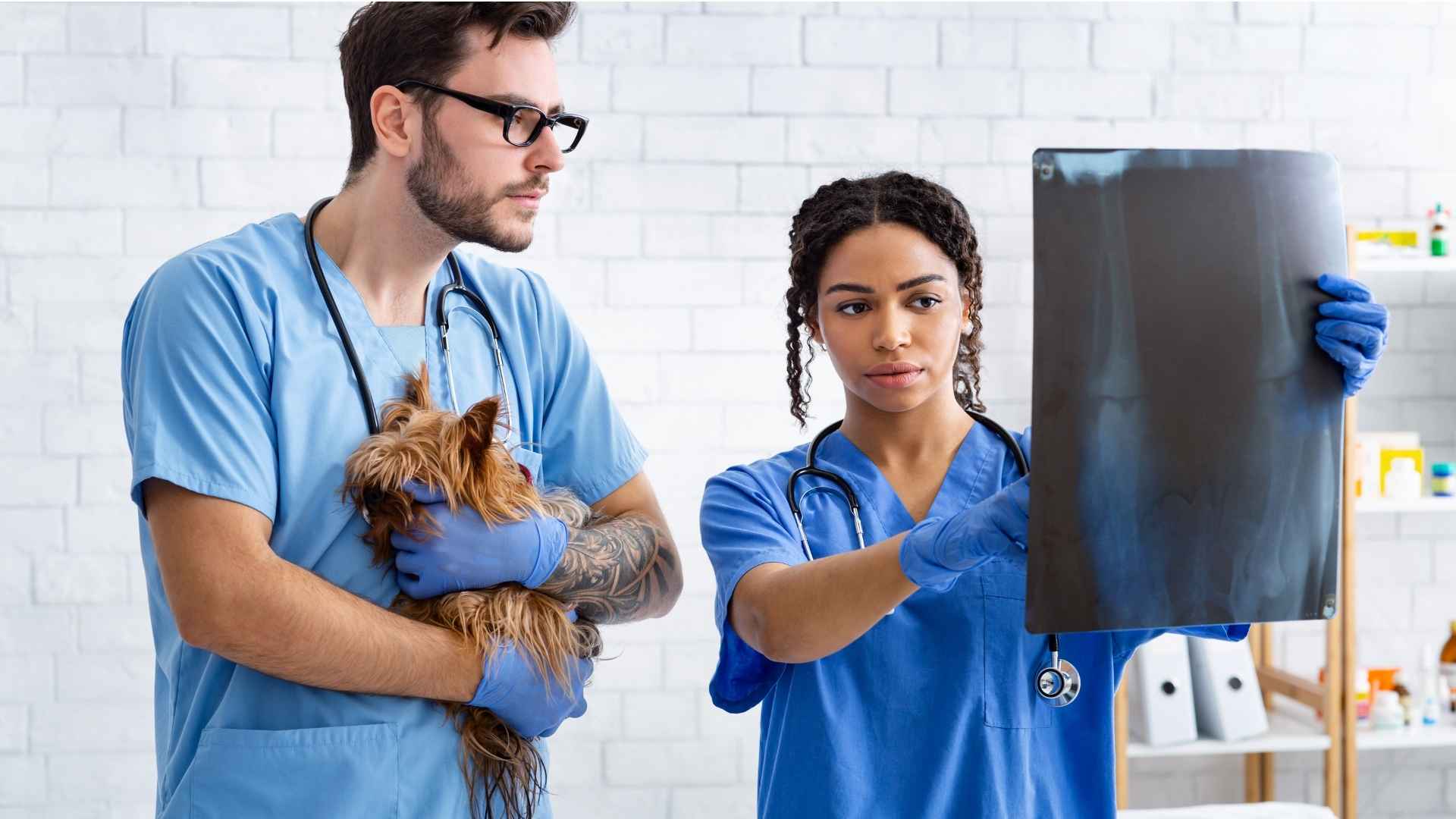 diganostico luxación rótula perros
